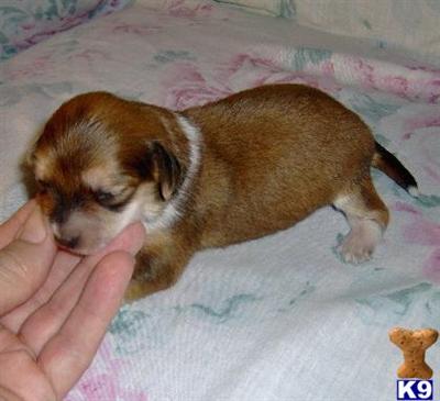 Puppies in OK